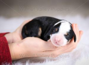 tri-colored mini bernedoodle baby puppy