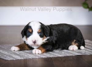 tri-colored mini bernedoodle baby puppy