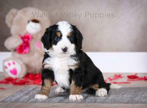 tri-colored mini bernedoodle baby puppy