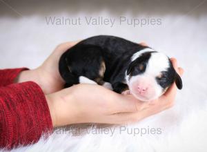 tri-colored mini bernedoodle baby puppy