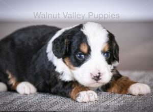 tri-colored mini bernedoodle baby puppy