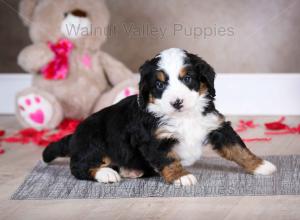 tri-colored mini bernedoodle baby puppy