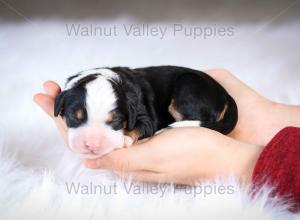 tri-colored mini bernedoodle baby puppy