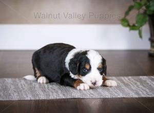 tri-colored mini bernedoodle baby puppy