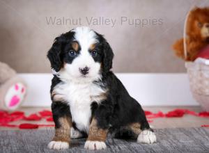 tri-colored mini bernedoodle baby puppy
