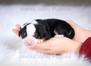 tri-colored mini bernedoodle baby puppy