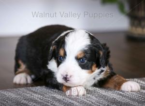 tri-colored mini bernedoodle baby puppy
