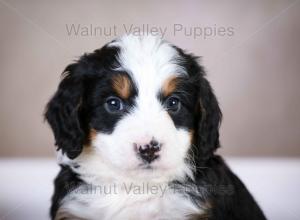 tri-colored mini bernedoodle baby puppy