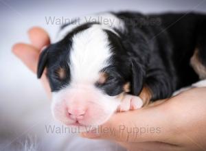 tri-colored mini bernedoodle baby puppy