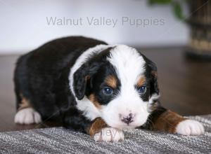 tri-colored mini bernedoodle baby puppy