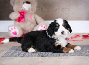 tri-colored mini bernedoodle baby puppy