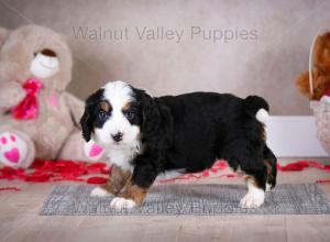 tri-colored mini bernedoodle baby puppy