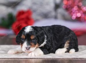 mini bernedoodle near Saint Louis MO