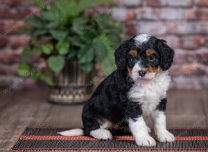 mini bernedoodle near Saint Louis MO