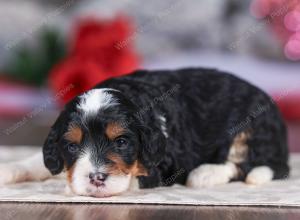 mini bernedoodle near Saint Louis MO