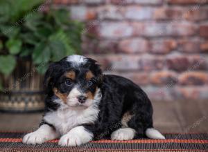 mini bernedoodle near Saint Louis MO