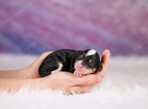 mini bernedoodle near Saint Louis MO