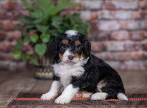 mini bernedoodle near Saint Louis MO