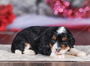 mini bernedoodle near Saint Louis MO