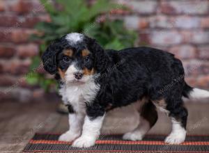 mini bernedoodle near Saint Louis MO