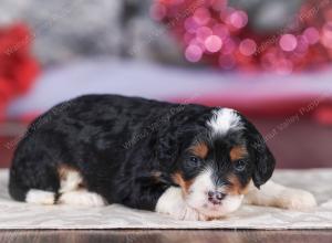 mini bernedoodle near Saint Louis MO