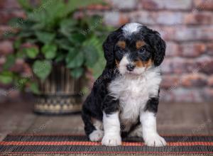 mini bernedoodle near Saint Louis MO