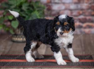 mini bernedoodle near Saint Louis MO