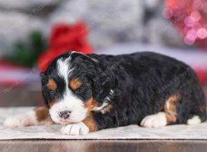 mini bernedoodle near Saint Louis MO