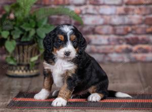 mini bernedoodle near Saint Louis MO