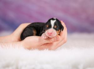 mini bernedoodle near Saint Louis MO