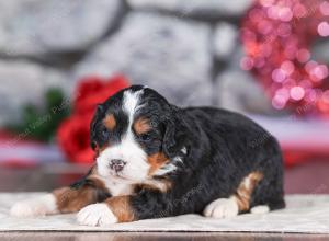 mini bernedoodle near Saint Louis MO