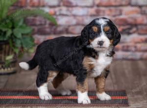 mini bernedoodle near Saint Louis MO