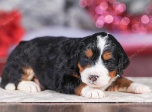 mini bernedoodle near Saint Louis MO