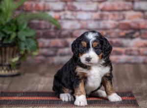 mini bernedoodle near Saint Louis MO