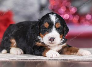 mini bernedoodle near Saint Louis MO