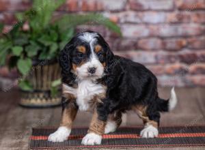 mini bernedoodle near Saint Louis MO