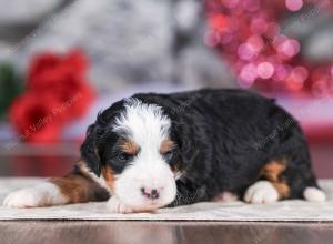 mini bernedoodle near Saint Louis MO