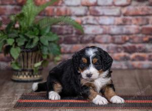 mini bernedoodle near Saint Louis MO