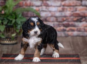 mini bernedoodle near Saint Louis MO