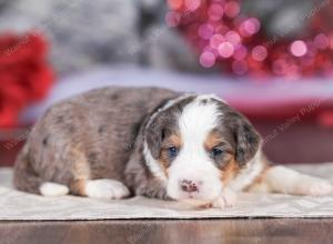 mini bernedoodle near Saint Louis MO