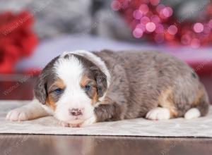 mini bernedoodle near Saint Louis MO