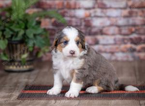 mini bernedoodle near Saint Louis MO