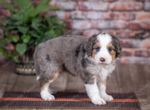 mini bernedoodle near Saint Louis MO