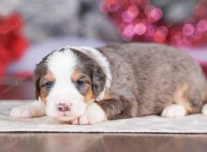 mini bernedoodle near Saint Louis MO