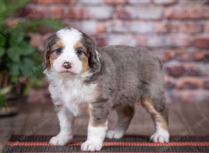 mini bernedoodle near Saint Louis MO