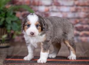 mini bernedoodle near Saint Louis MO