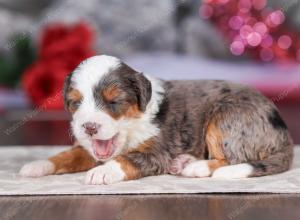 mini bernedoodle near Saint Louis MO