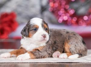 mini bernedoodle near Saint Louis MO