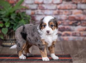 mini bernedoodle near Saint Louis MO