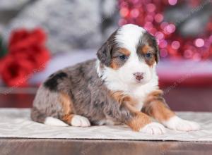 mini bernedoodle near Saint Louis MO